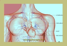 Kalpte Kaç Damar Var? Kalpte Kaç Damar Var?