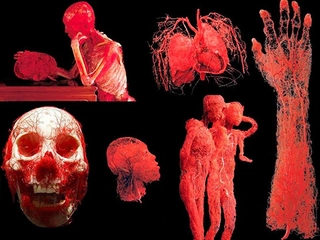 Kan Damarları Özellikleri ve Faydaları Nelerdir?