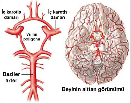 Beyin Klcal Damar Tkankl