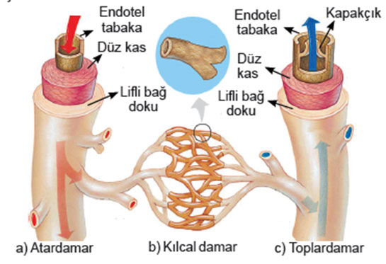 Damar Açıcı İlaçlar Kullanımı ve Faydaları Nelerdir?
